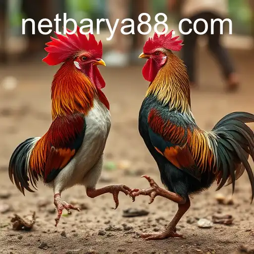 Cockfighting: Tradition, Controversy, and the Rising Influence of BARYA88